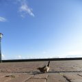 IMG_1471986