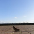 IMG_1471990
