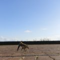 IMG_1471991