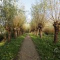 IMG_1483448