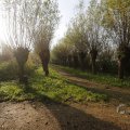 IMG_1483461