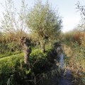 IMG_1483501