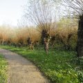 IMG_1483506