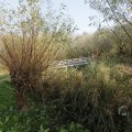 IMG_1483509