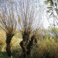 IMG_1483512