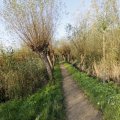 IMG_1483515