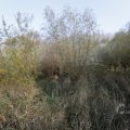 IMG_1483520
