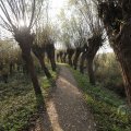 IMG_1483526