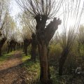 IMG_1483535