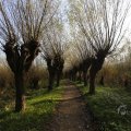 IMG_1483541