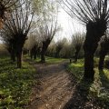 IMG_1483545