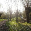 IMG_1483547