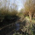 IMG_1483557