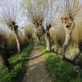 IMG_1483577