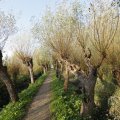 IMG_1483588