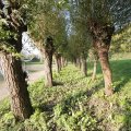 IMG_1483591