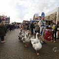 IMG_1487135