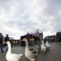 IMG_1487466