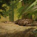 IMG_1497333