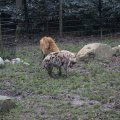 IMG_1497341