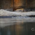 IMG_1497386