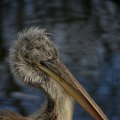 IMG_1497397
