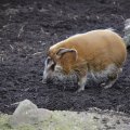 IMG_1497405