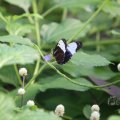 IMG_1497415