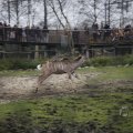 IMG_1497431