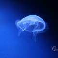 IMG_1497439