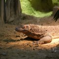 IMG_1497587