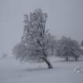 IMG_1498409