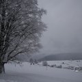 IMG_1498425