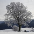 IMG_1498455