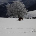 IMG_1498729
