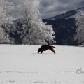 IMG_1498730