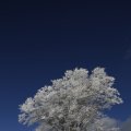 IMG_1498768