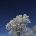 IMG_1498770