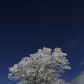 IMG_1498772