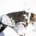 IMG_1498818