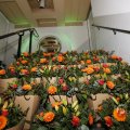 IMG_1514516