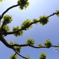 IMG_1527153