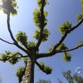 IMG_1527156