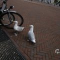 IMG_1535135