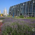 IMG_1535829