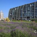 IMG_1535832