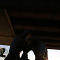 IMG_1536221