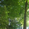 IMG_1550348