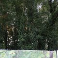 IMG_1550378
