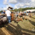 IMG_1557383
